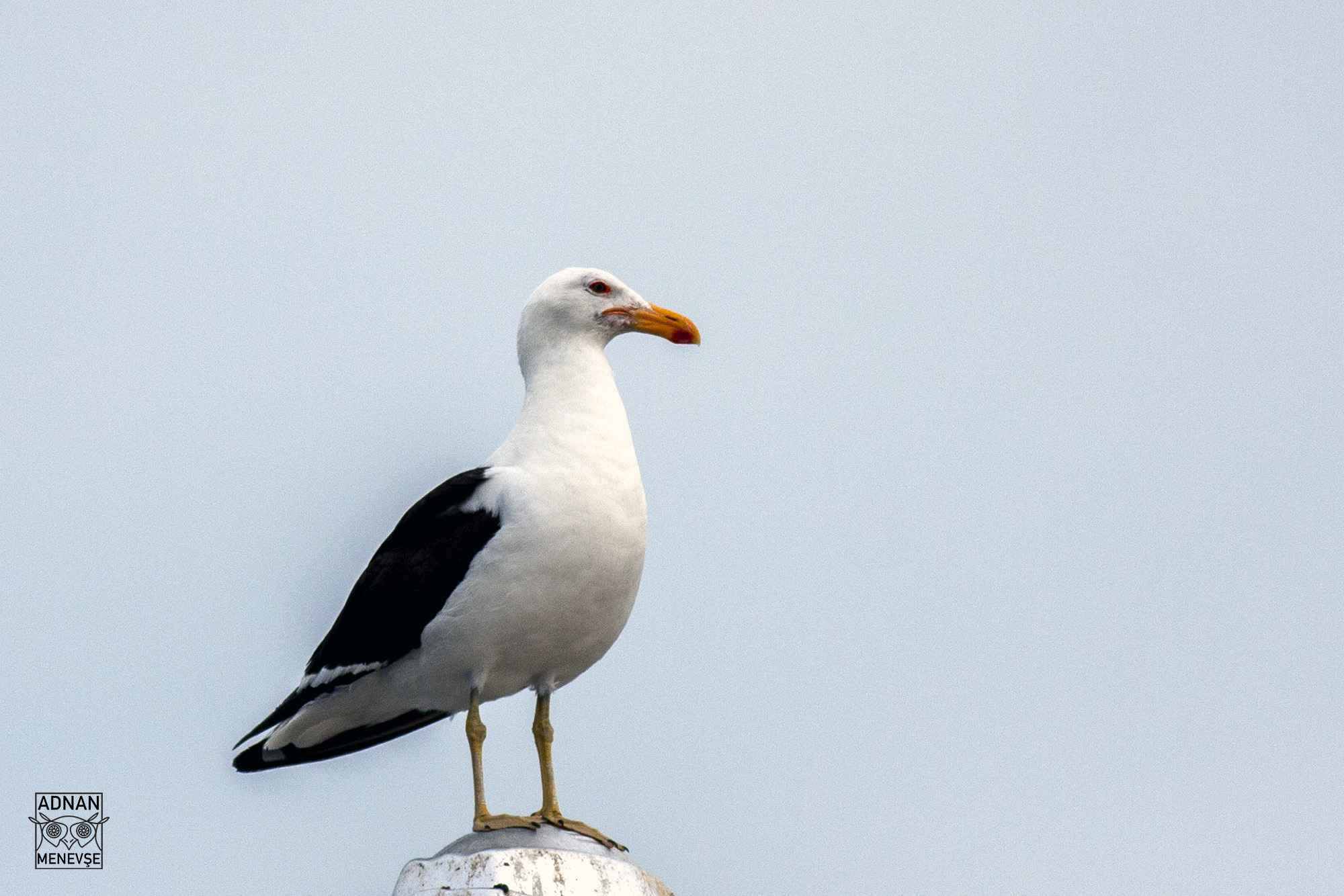 Kelp Gull